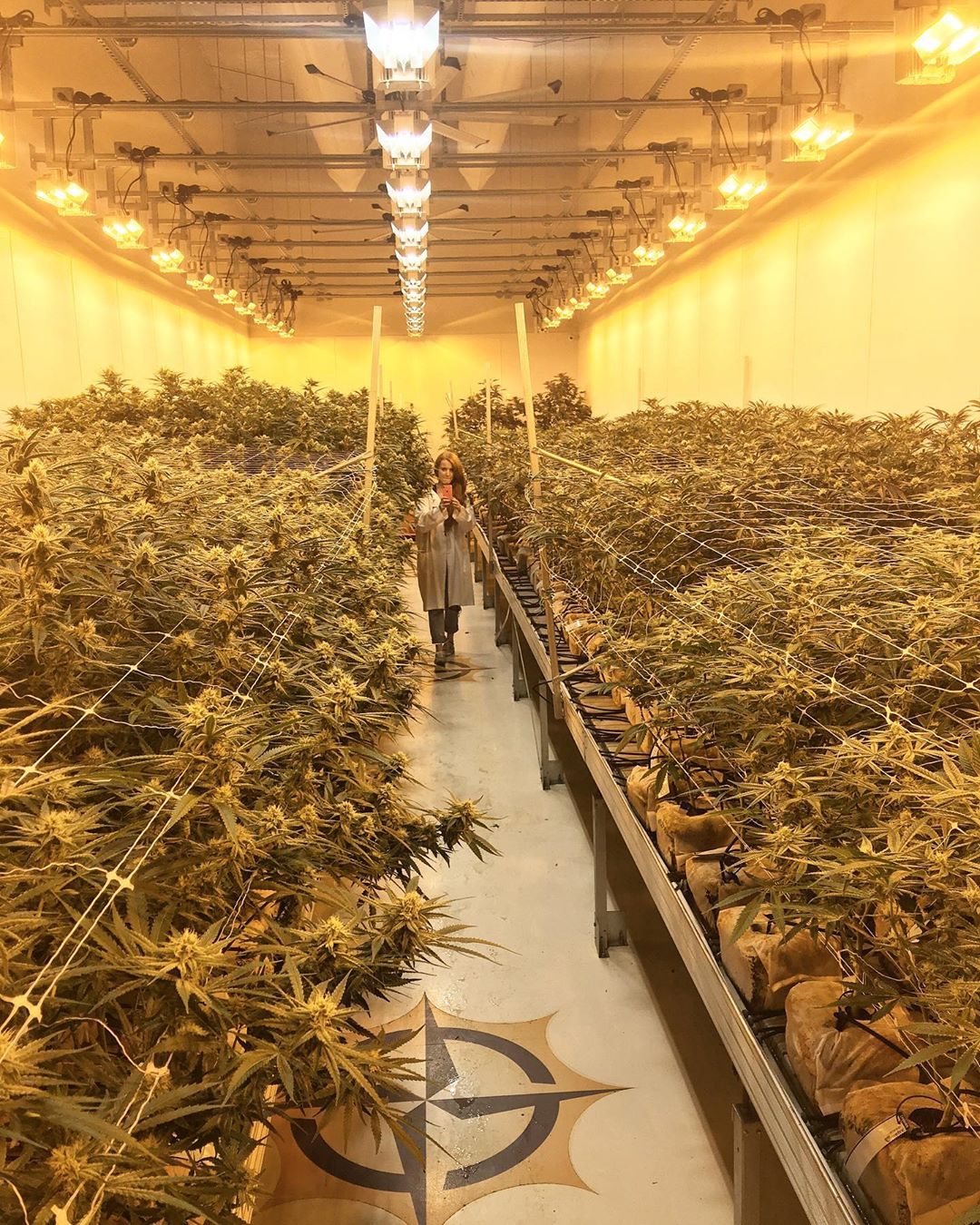 2.1134852576881472E18 The Weed Blog - Cannabis News, Strain Reviews & More