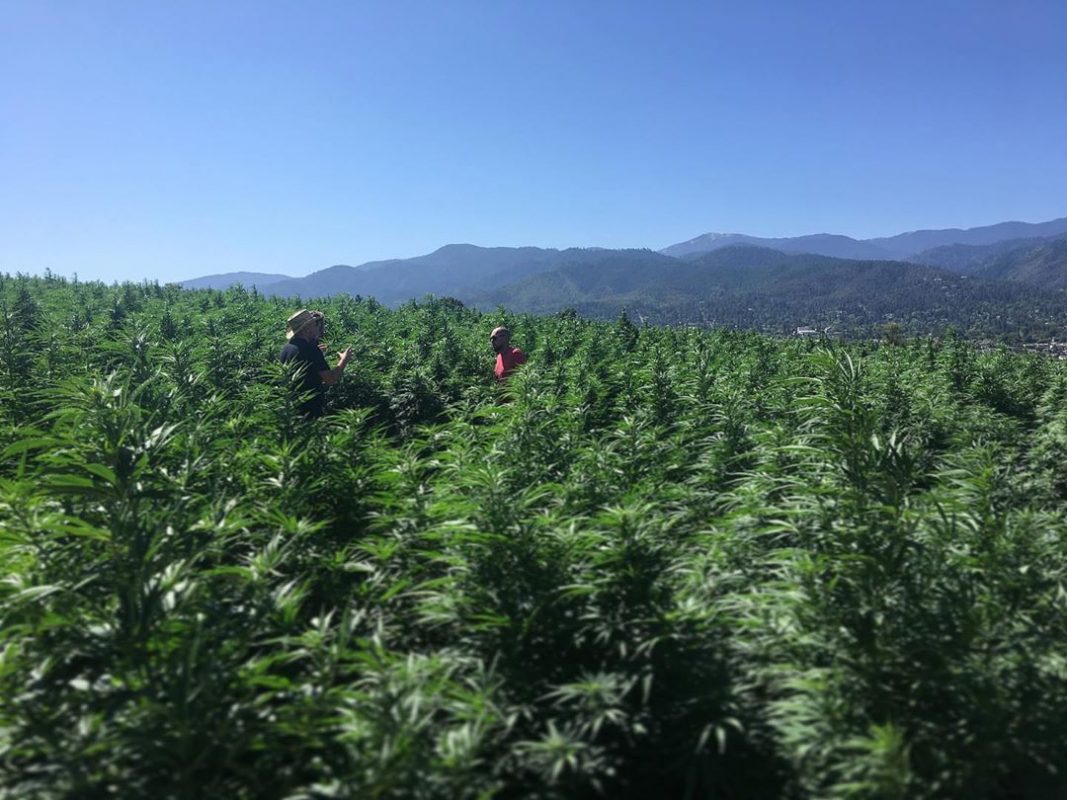 38487986804e757352a1219772b16a96 The Weed Blog - Cannabis News, Strain Reviews & More