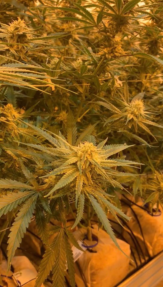 73219538 558305024923164 4233640166650019840 n The Weed Blog - Cannabis News, Strain Reviews & More