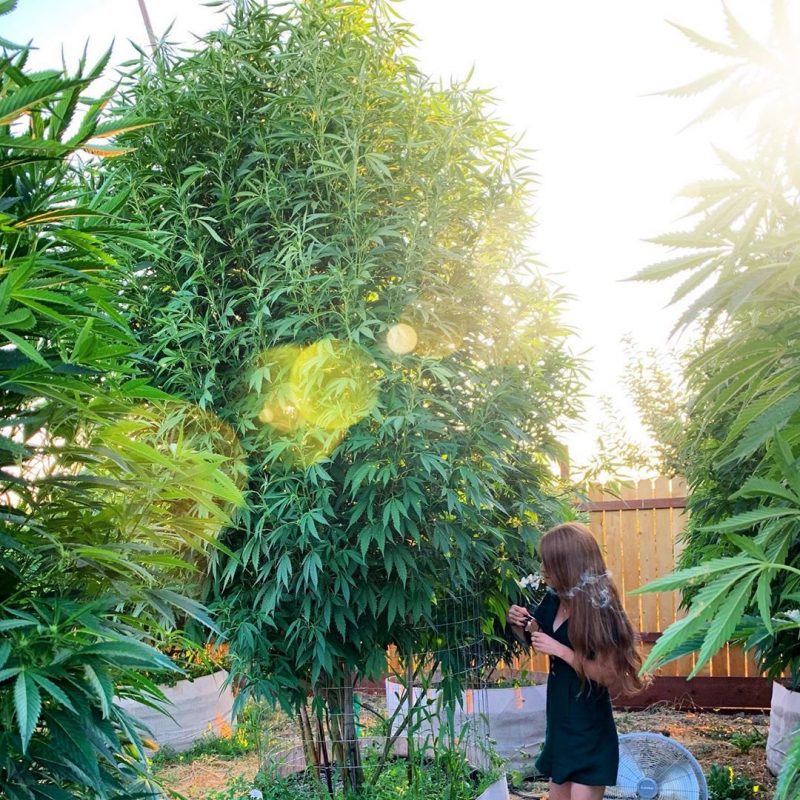 cb338044967817025b7bb29986b9f221 800x800 1 The Weed Blog - Cannabis News, Strain Reviews & More
