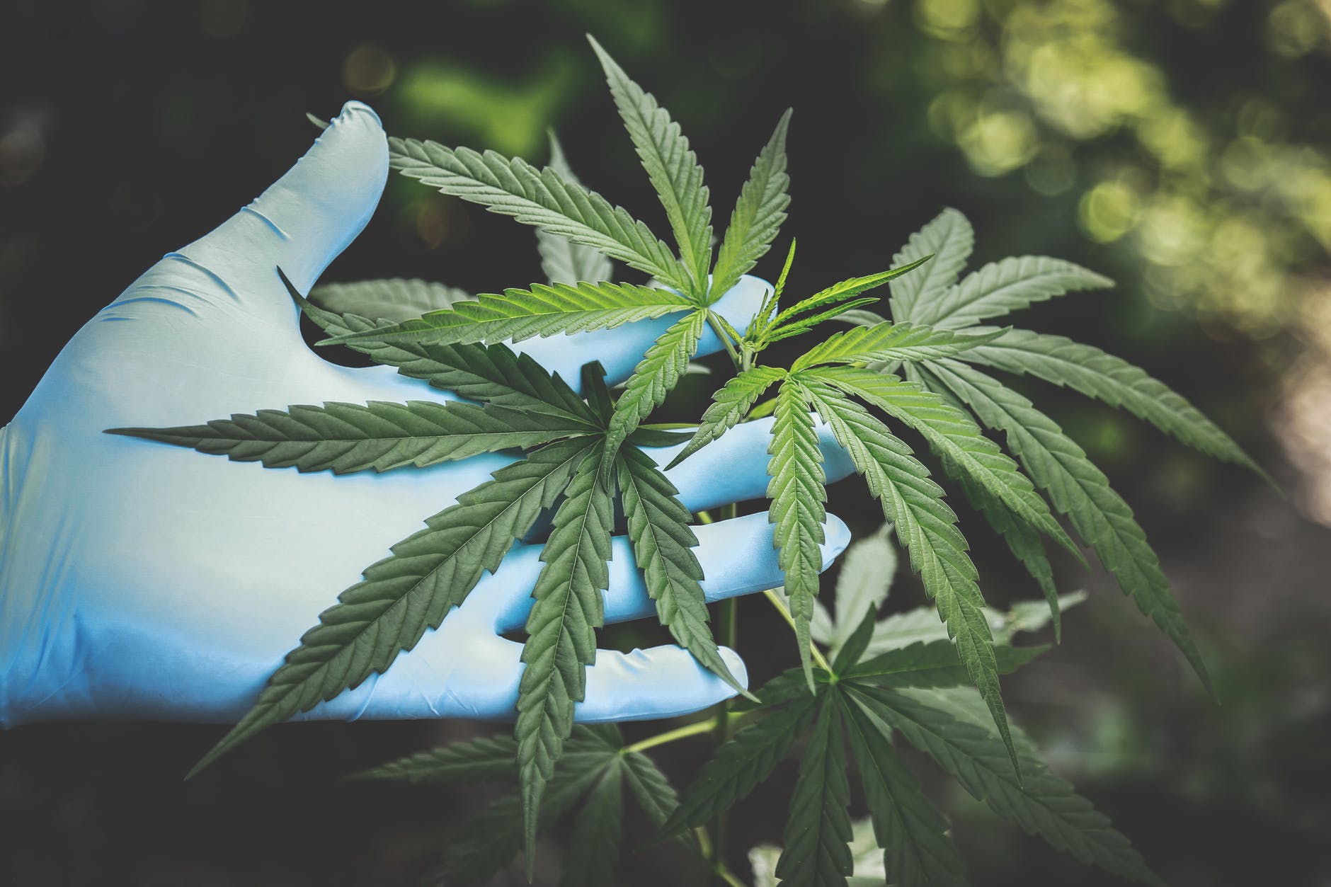 Medicinal-Cannabis-Australia-TheWeed.Blog