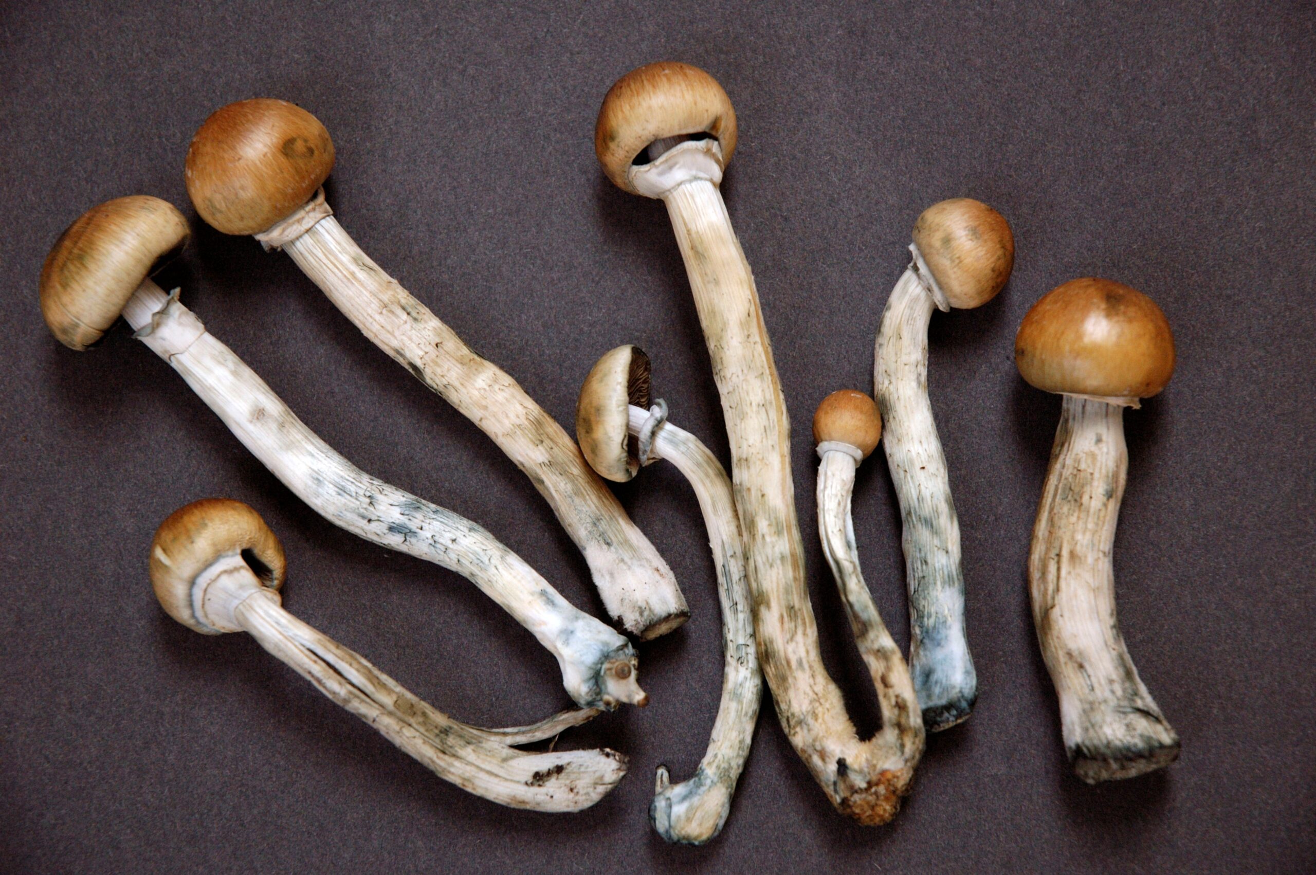 MagicMushrooms