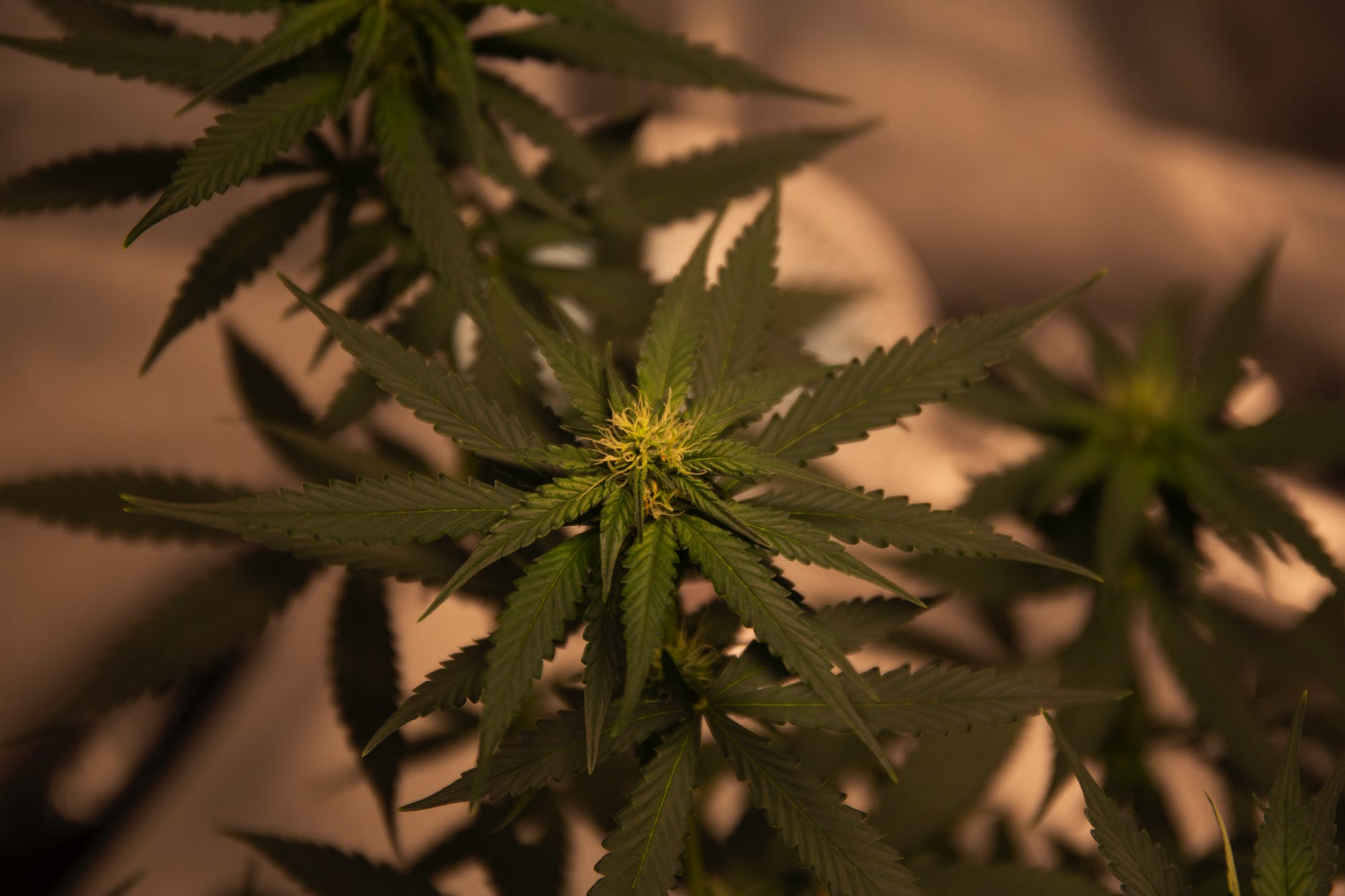 green-cannabis-plant