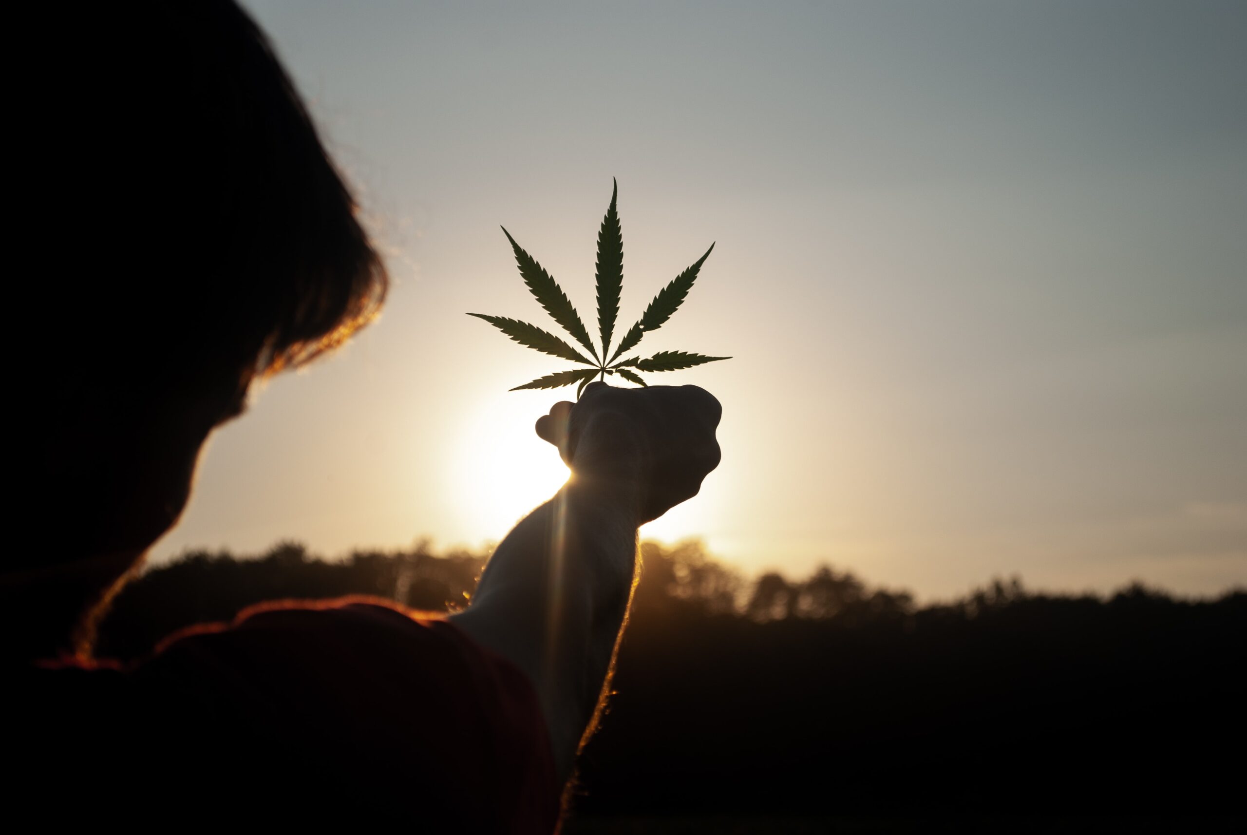Cannabis-Leaf-TheWeedBlog