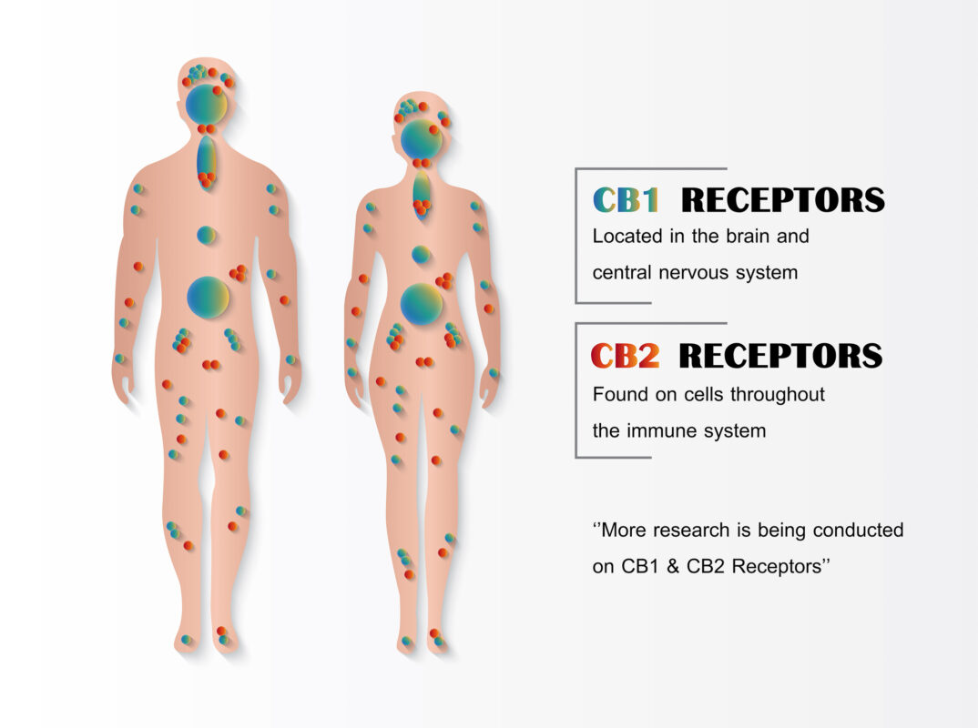 recep 3 The Weed Blog | Cannabis News, Strain Reviews and More