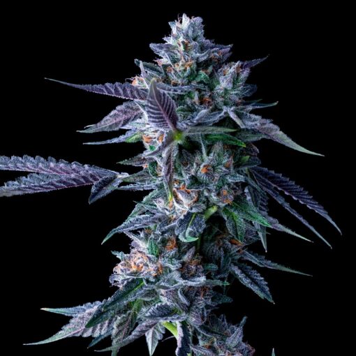 DNA Genetics Chocolope 1 min The Weed Blog | Cannabis News, Strain Reviews and More